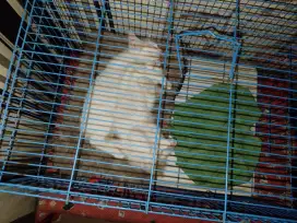 Anakan Kitten Mix campuran Domestik