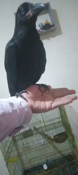 Burung gagak gaok rimang cakar ruh putih langka membawa mus_tika