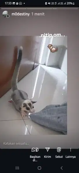 Sugar gliderrr pejantan