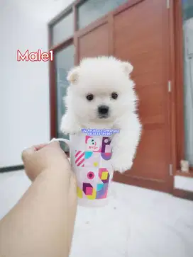 Minipom Super Cuakeepp Bgtz Siap Kirim