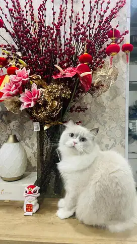 Kucing Persia Ragdol Jantan
