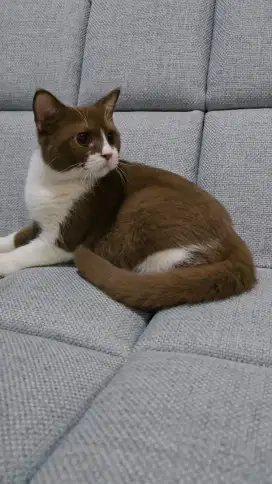 BSH bico cinnamon jantan umur 6 bulan