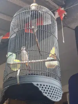 Trucuk garuda 2 ekor Burja