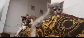 Dijual kucing persia abu abu dan calico