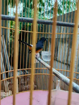 Murai pastol dobel Ring APBN