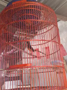Murai medan Bekas Gantangan