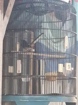 Murai hutan asli hutan import