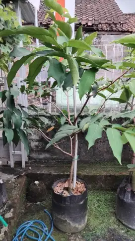 Pohon Jambu TSG Taiwan Super Green