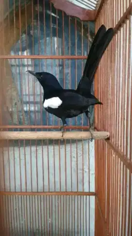 Burung kacer wulung raja ekor fulll hitam
