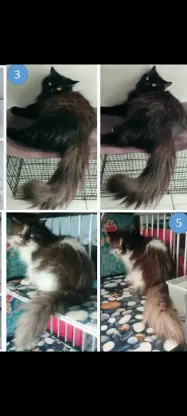 LA KUCING PERSIA BETINA DEWASA