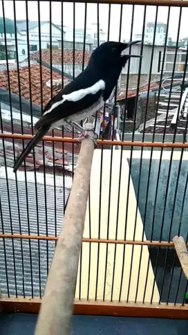 Burung kacer jabar lokal gacor ring azka bf