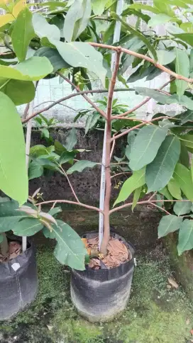 Pohon Jambu Green Giant Berbunga