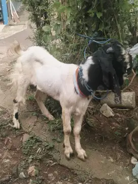 Jual kambing Jawa jantan