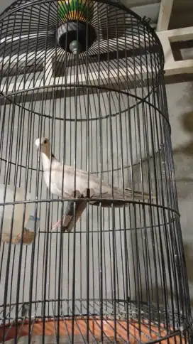 Anakan burung puter pelung