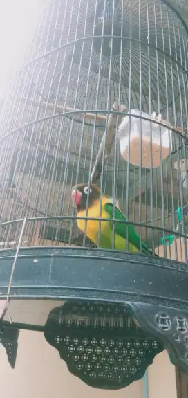 Burung love bird