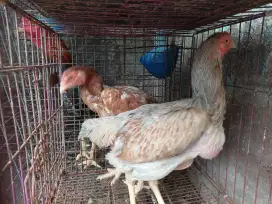 Ayam Bangkok Gen Shamo