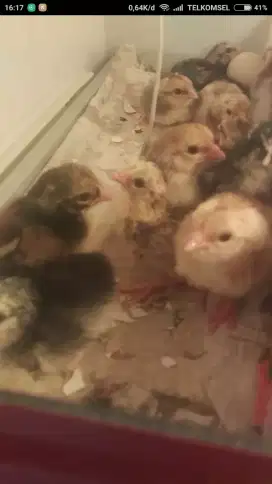 Anak ayam siyam campuran