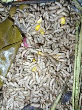 Maggot larva bsf untuk pakan