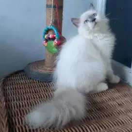 Kucing Persia Himalaya Jantan