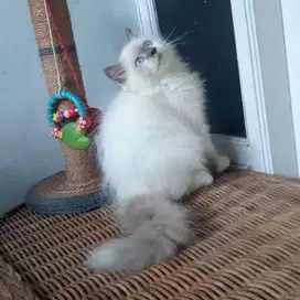 Kucing Persia Himalaya Jantan