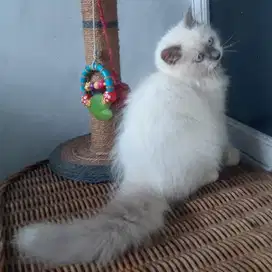 Anakan Kucing Persia Himalaya