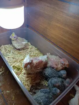 Lolohan burung Falk & Parkit lokal