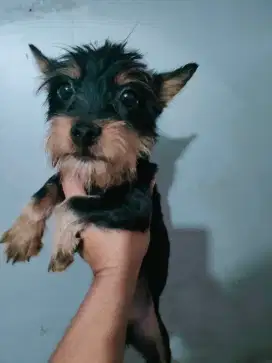 Anjing Yorkshire Terrier umur 3 bulanan