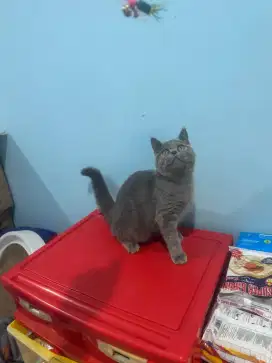 kucing kitten british shorthair pure 100% garansi uang kembali