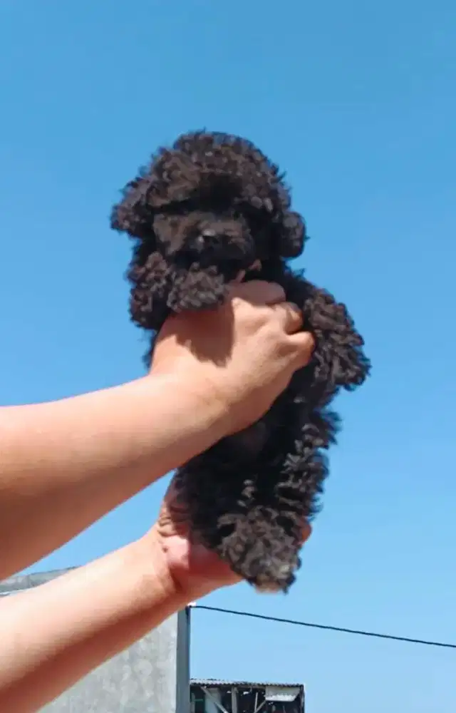 3 Female Poodle Stambum