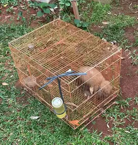 FREE ADOPT KELINCI