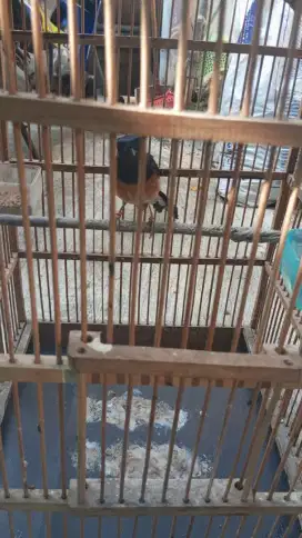 Murai batu betina