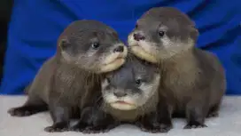 Mencari Baby Otter Jantan