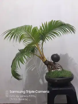 Bonsai Kelapa Gading