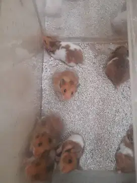 Hamster siberian