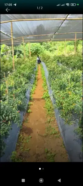 Lowongan Kerja Petani Cabe