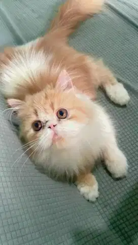 Kucing peaknose