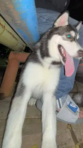Anjing Husky 3 Bulan