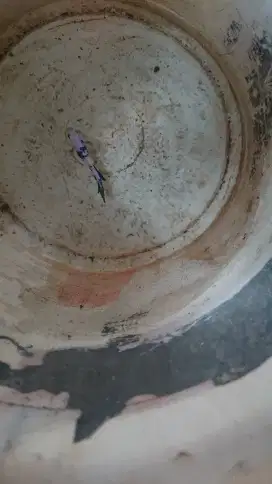 Ikan cupang hias borongan