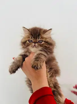 Kucing Persia Peaknose