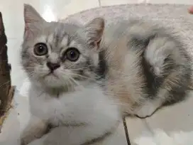 Kucing persia betina