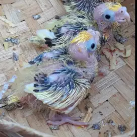2 ekor Lolohan burung falk