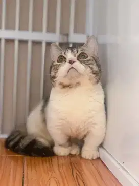 ready kucing munchkin