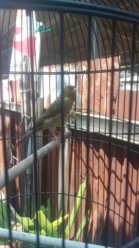 Burung kenari ijo bon