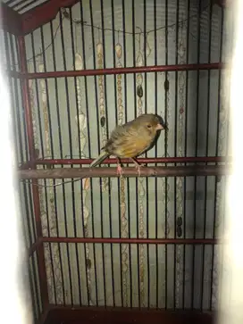 Kenari betina siapan
