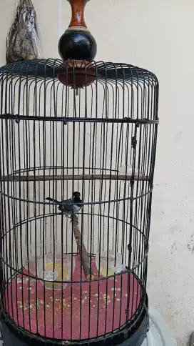 Burung gelatik batu rajin bunyi