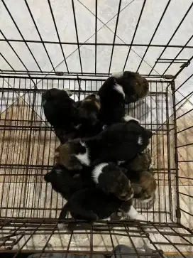 ANJING LUCU BEAGLE