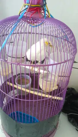 Burung jalak besar