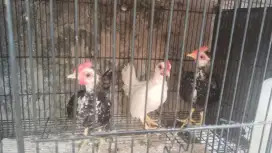 Jual borongan anakan Kate jantan semuanya