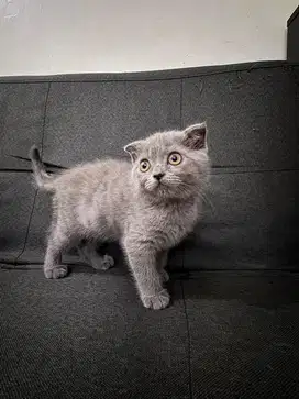Kucing bsh sf pure