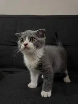 Kucing sf bsh pure